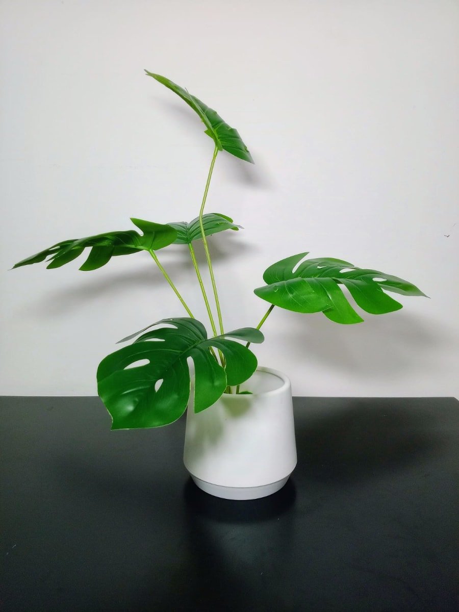 Milo image 1